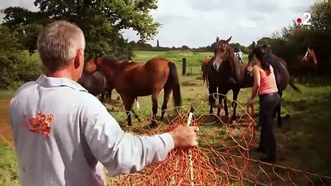 Ils recueillent les chevaux maltraités - ZAPPING SAUVAGE