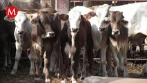 Retrasan entrega de 200 mil vacunas contra la rabia bovina en Oaxaca