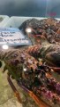 Vídeo flagra violência policial em Itajaí, pesca da lagosta será controlada e mais
