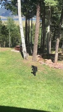 Maman à 3 pattes et ses petits