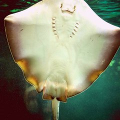 -ANDRÉS DE JESÚS VÉLEZ FRANCO- MANTARRAYA RAYO: ¿CUÁLES SON LAS MÁS VULNERABLES? (PARTE 2) (@AndresdeJesus90)