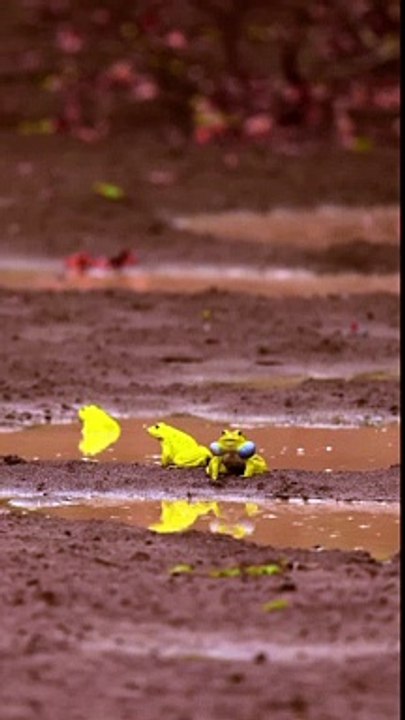Yellow Frog