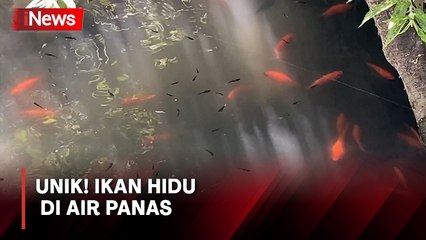 Bikin Takjub! Ikan Hidup di Air Panas Suhu 40 Derajat Celcius di Banjarnegara