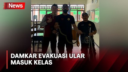 Heboh! Ular King Kobra Ukuran 1 Meter Masuk Kelas di SMA 3 Pangkalan Bun