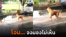 ไวรัลหมาเดินอยู่ดี ๆ ยืนนิ่งเป็นหุ่น คิดว่าเป็นอะไร ดูคลิปจบถึงรู้ นี่มัน.. วิชาบังกาย
