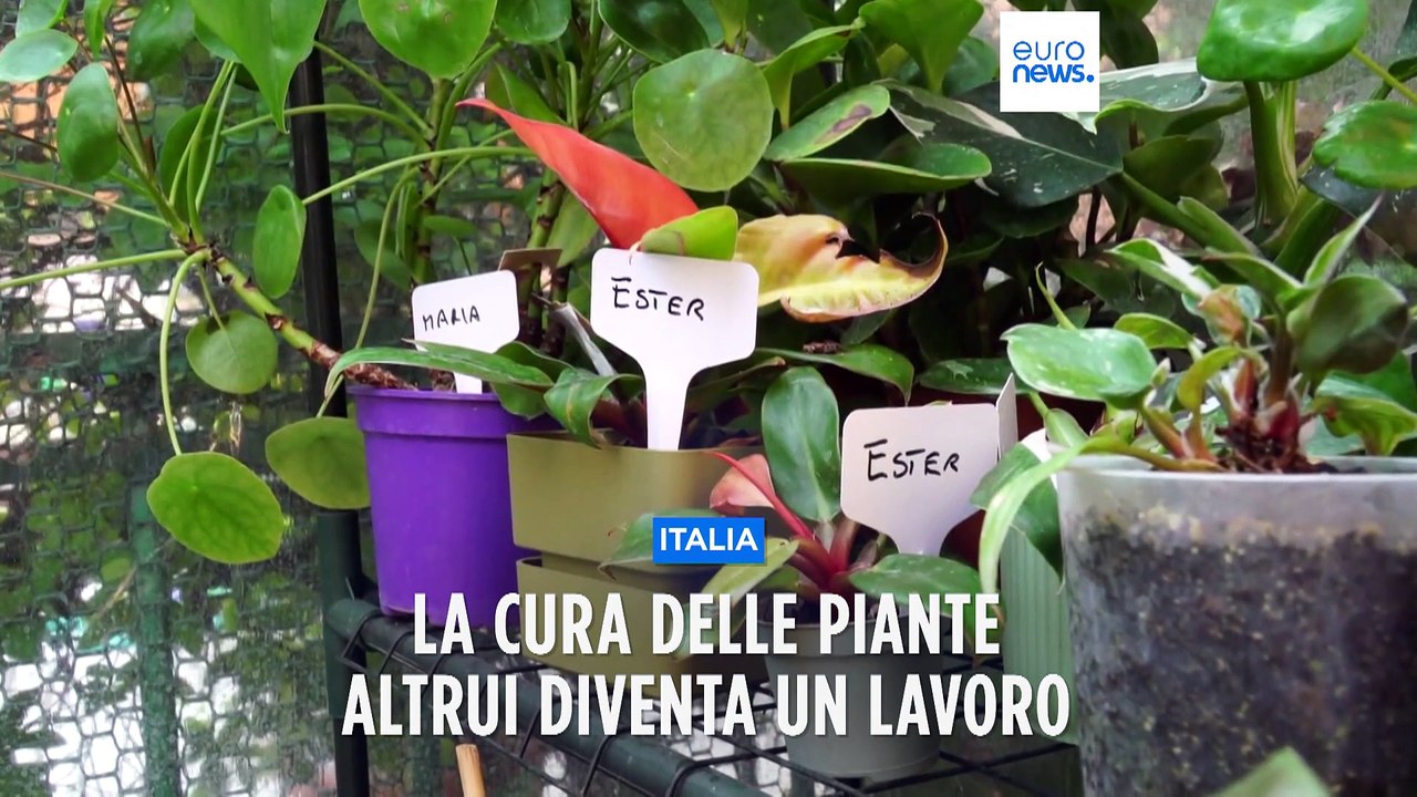 Bologna: ecco il plant-sitter, la passione di bambino trasformata in lavoro