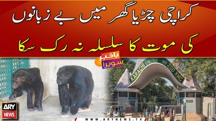 Young chimpanzee dies of 'heart attack' at Karachi Zoo