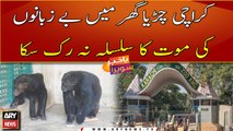 Young chimpanzee dies of 'heart attack' at Karachi Zoo
