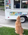 Dogs Excitedly Wait For Ice Cream Truck