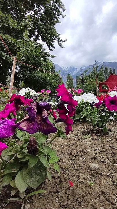 Beautiful flowers at hasho Bagh skardu look at the beauty