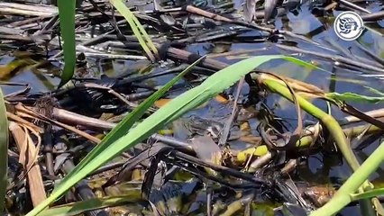 Mortandad de peces pone en alerta a pescadores; prevén perdidas económicas