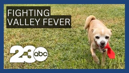 Valley Fever vaccine for dogs could lead to future human vaccine