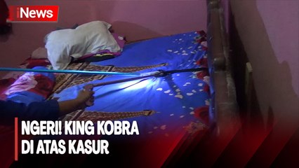 Heboh King Kobra di Atas Kasur, Petugas Damkar Barito Utara Terjun ke TKP