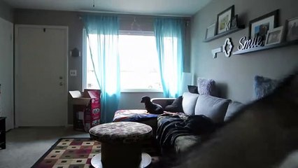 Hidden camera shows what dogs do while alone