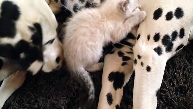 Cute kitten snuggles with caring Dalmatians