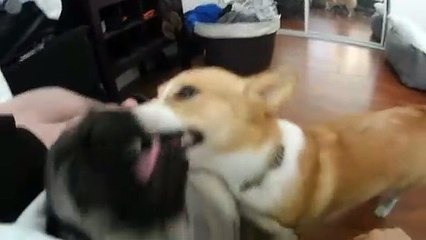 Confused Corgi decides to clean Pug