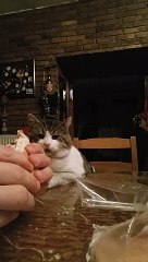 Cat needs to work on his table manners