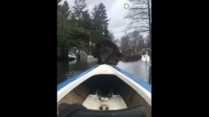 Watch a swan try to make contact with a cat in a boat