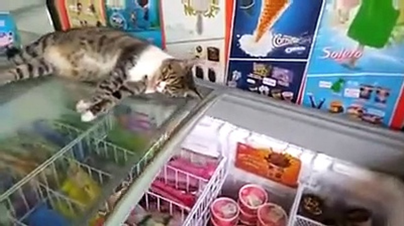 Cat decides to sleep on top of public ice cream freezer - video Dailymotion
