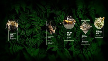 360 Degrees of Super Cats