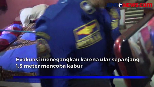 Ada King Kobra di Atas Kasur Warga, Petugas Damkar Barito Utara Terjun ke TKP