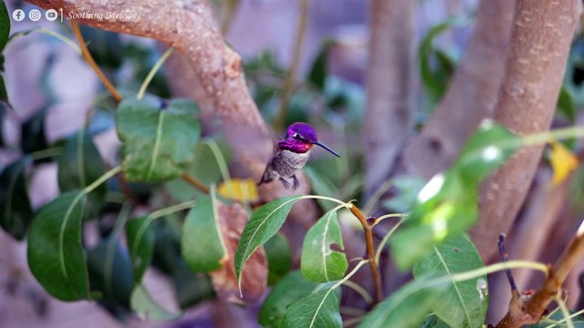 Успокаивающая музыка для нервов музыка при болезнях сердца, расслабление, музыка для души #4