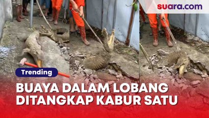 Heboh! Aksi Penangkapan Buaya di Lobang Bawah Tanah: Si Mbak Dikejar Malah Ketawa