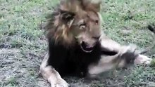 300kg Lion vs Fly
