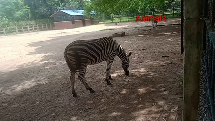 Animals Zebra in Zoo