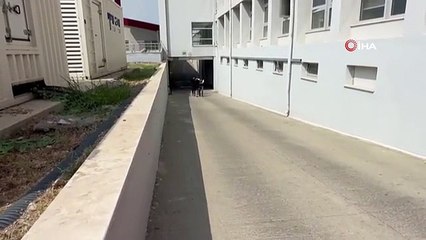 Berbere uyuşturucu baskını: Satışa hazır maddeler ele geçirildi