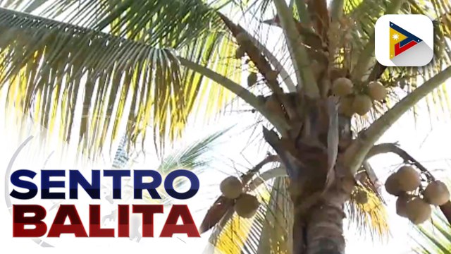 Pagdiriwang ng 37th National Coconut Week, nagsimula na