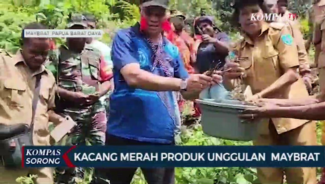 Pemerintah Kembangkan Potensi Pertanian Kacang Merah Petani Maybrat