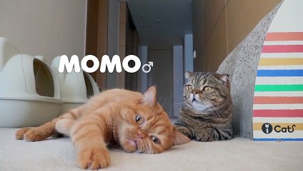 DD Took A Bath MEOW MEOW MEOW (ENG SUB)