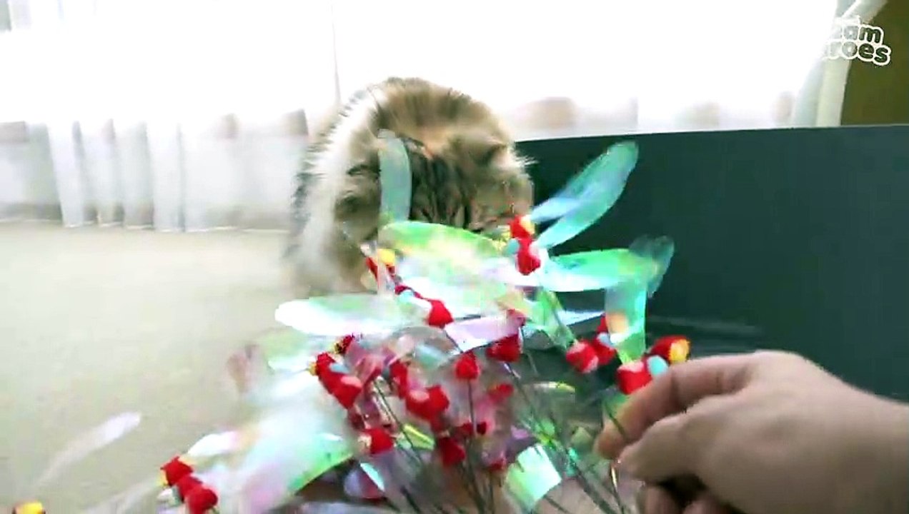 Bought 30 Dragonflies For Kitties! (ENG SUB)