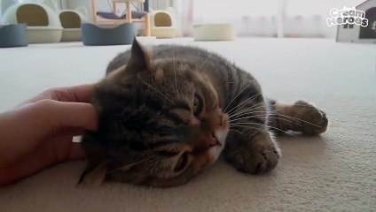 LuLu Got Catnip High! (ENG SUB)