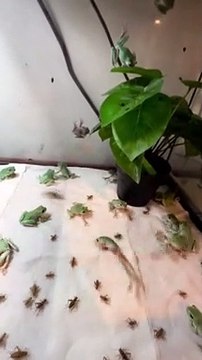 Frog Feeding Frenzy