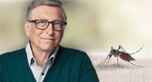 Bill Gates está produciendo mosquitos modificados genéticamente en Colombia
