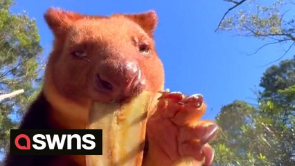 SOUND ON: Super-cute and endangered tree kangaroo gorges on banana