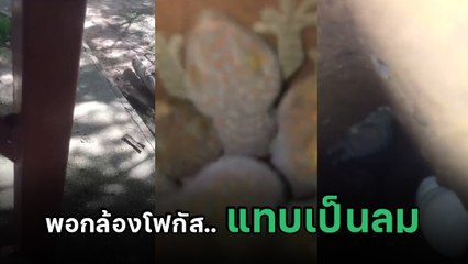 สาวเจอตุ๊กแกในซอก เลยลองเอามือถือถ่ายดู พอมาดูคลิป แม่เจ้า... แทบกรี๊ด