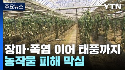 장마·폭염 이어 태풍까지...농작물 피해 막심 / YTN
