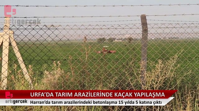 Urfa'da tarım arazilerinde kaçak yapılaşma artıyor... Harran'da tarım arazilerindeki betonlaşma 15 yılda 5 katına çıktı | Haber: Ali Güzel