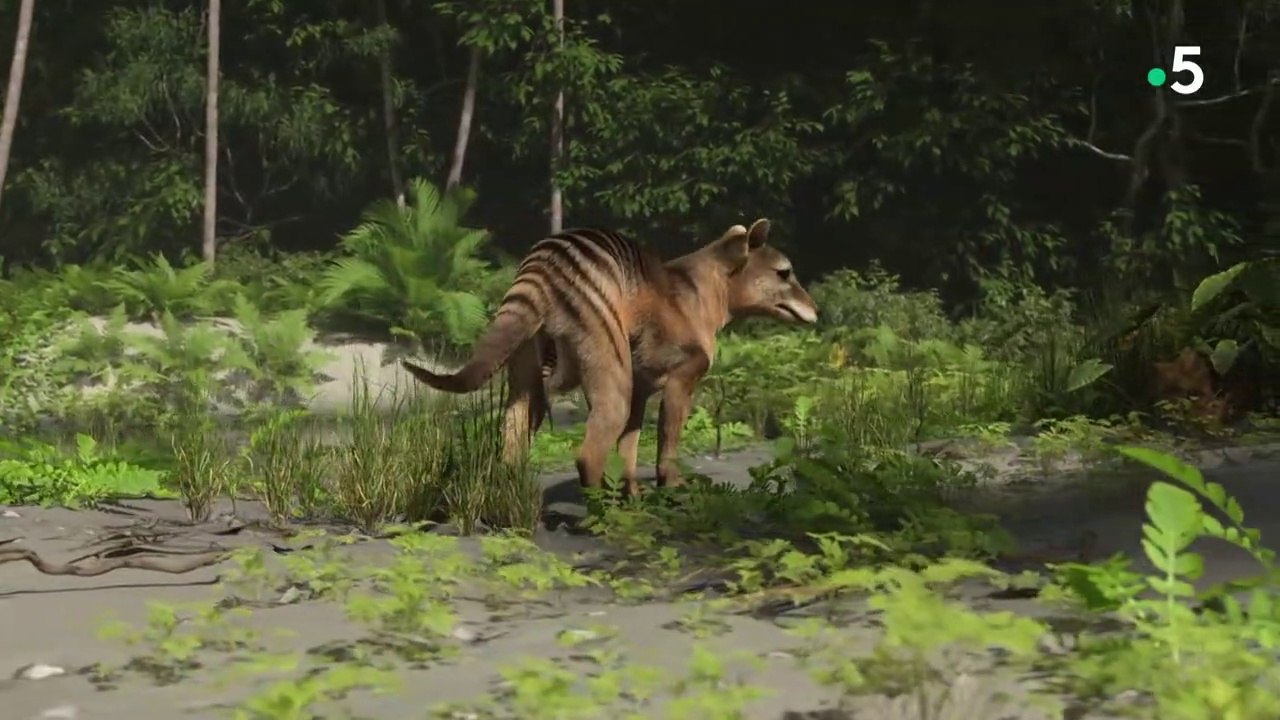 Les secrets du tigre de Tasmanie