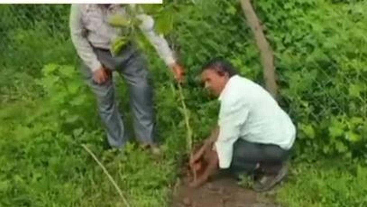 चाचौड़ा : आजादी के अमृत महोत्सव के उपलक्ष में लगाए गए 75 पौधे