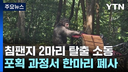 대구 달성공원서 침팬지 2마리 우리 탈출...마취총 맞고 1마리 폐사 / YTN