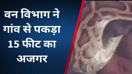 गाजियाबाद: बंदर के शिकार के लिए पेड़ पर चढ़ा अजगर, वन विभाग के कर्मचारी को भी जकड़ा, देखिए लाइव वीडियो