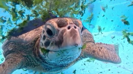 Moving Moment Sea Turtles Return to the Mediterranean After Rehab