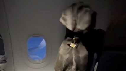 Sweet Moment Great Dane Flies in Comfort, Stunning Passengers
