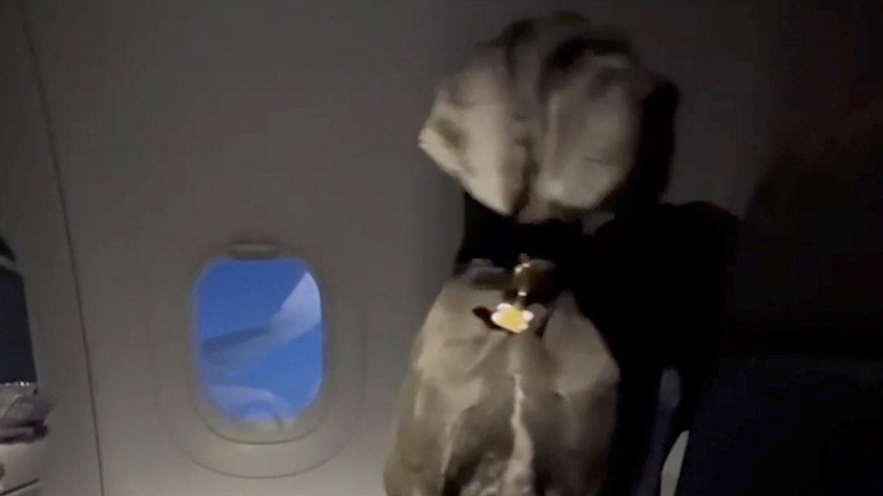 Sweet Moment Great Dane Flies in Comfort, Stunn...