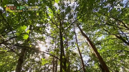 제주 여행 기념 오둥이 인기투표! 과연 1등은?