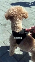Excited Dog's Joyful Reunion with Owner || Heartsome 